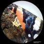 BRESSER Analyth STR 10x - 40x Stéréomicroscope thumbnail