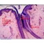 [AM4515T8] Dino-Lite Digital Microscope (USB 2, 1.3MP) AMR - 700-900x thumbnail