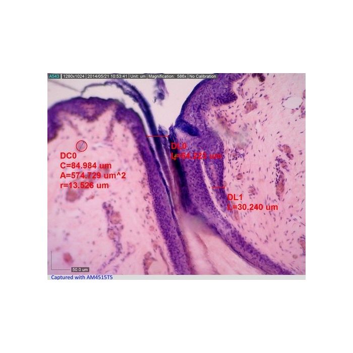 [AM4515T8] Dino-Lite Digital Microscope (USB 2, 1.3MP) AMR - 700-900x
