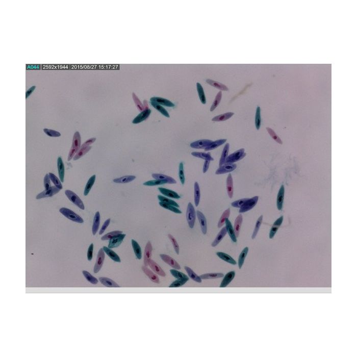 [AF7515MZTL] Dino-Lite EDGE  Digital Microscope (USB 2, 5MP) FLC / LWD / POL +WiFi-Ready - 10-140x